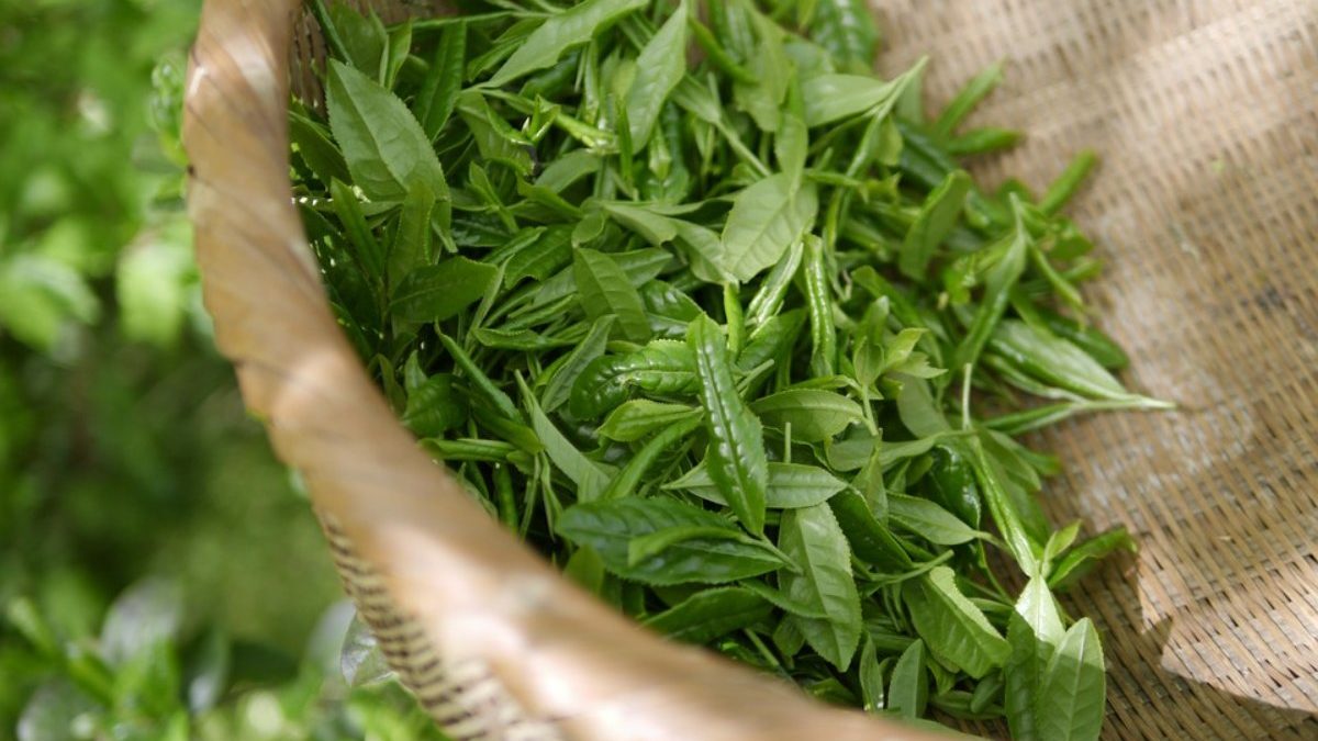 Health and Beauty benefits Of Green Tea