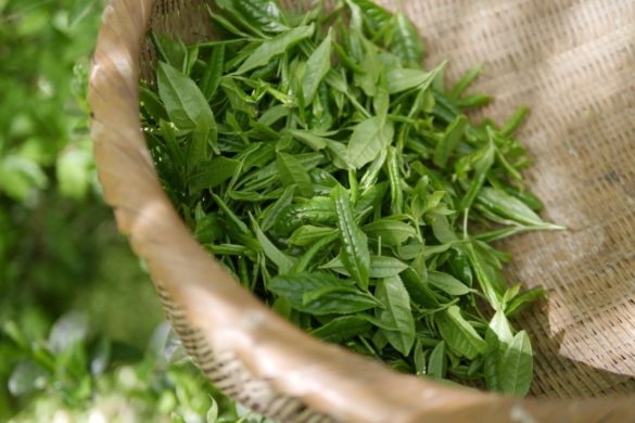 green tea