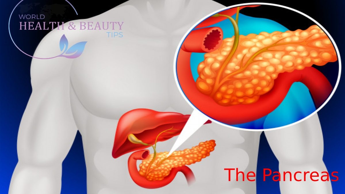 The Pancreas – Anatomy, Functions and Common  Diseases